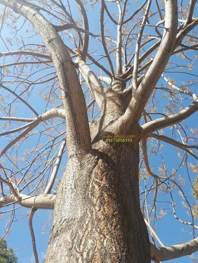 برخی پروژه های کشت پالونیا هیبریدی طب جو در فارس پالونیا شیراز قیمت درخت پالونیا 